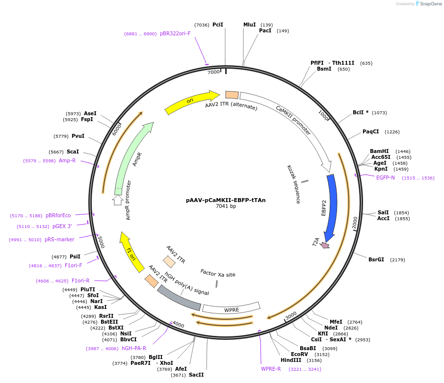 172124-plasmid-map-sequence-id-343530