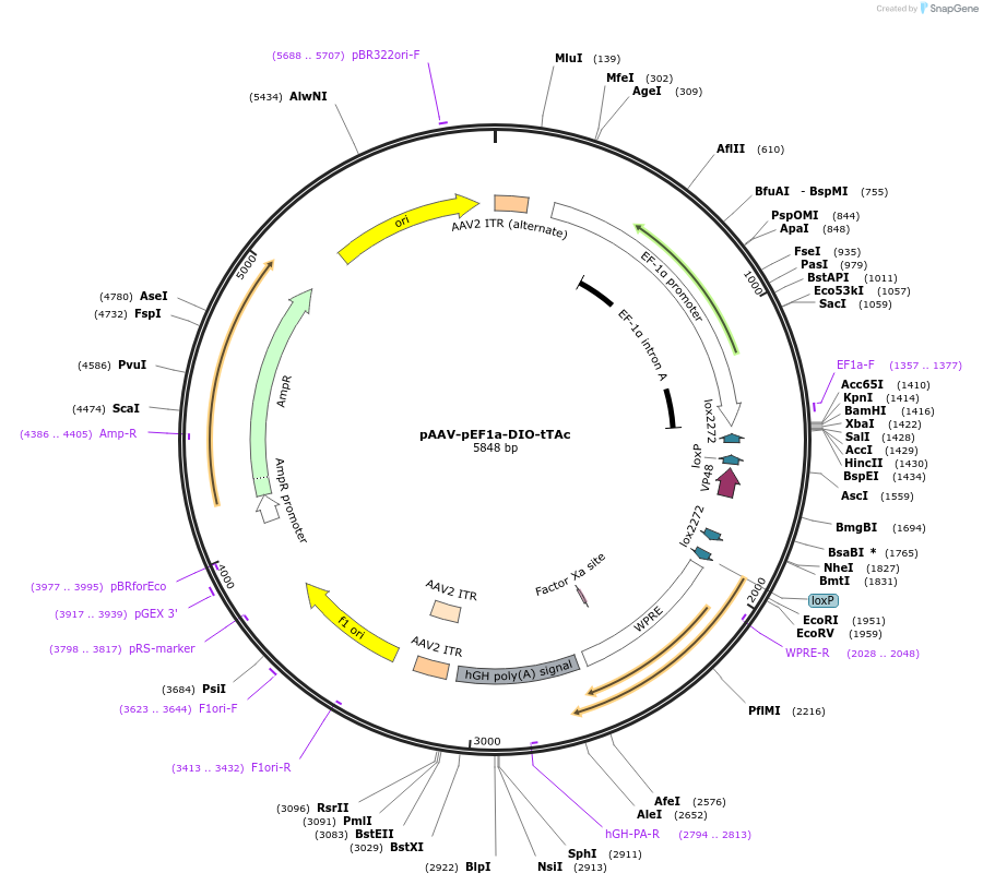 172126-plasmid-map-sequence-id-343532