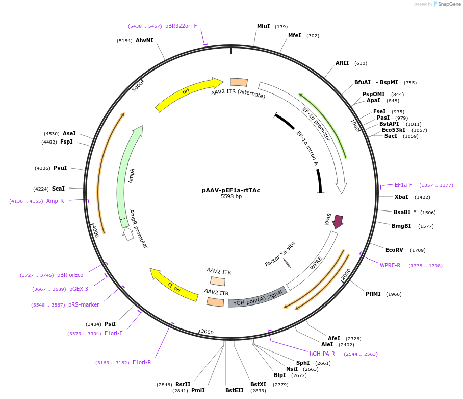 172121-plasmid-map-sequence-id-343534