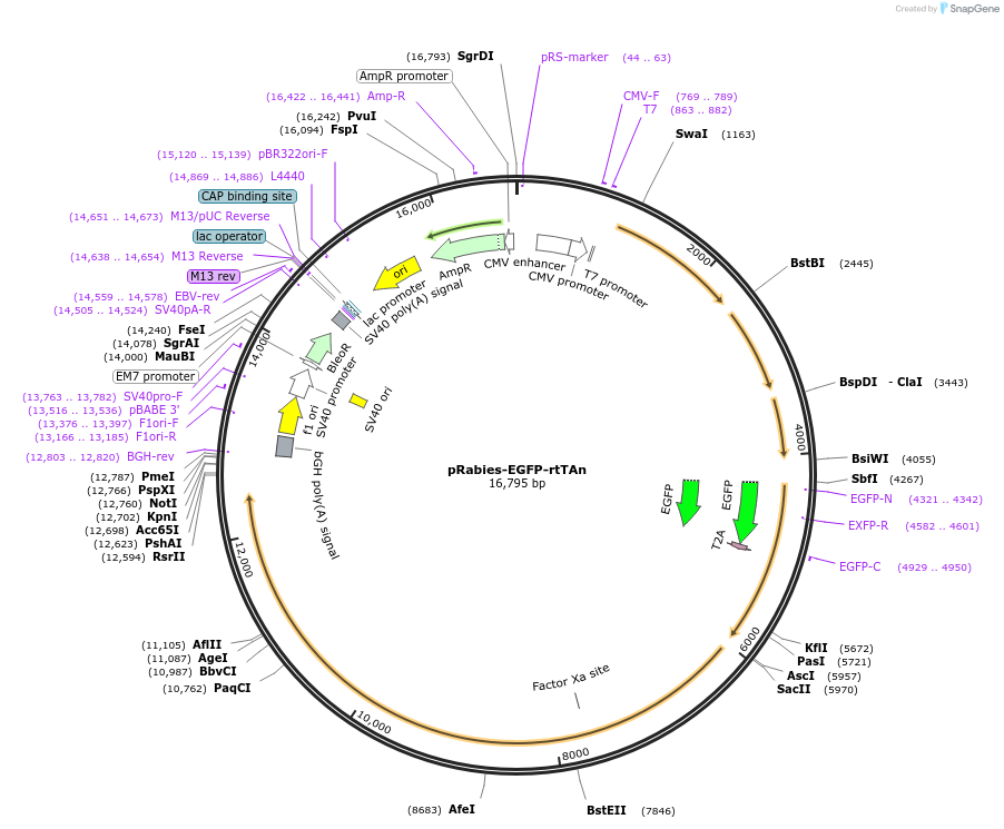 172119-plasmid-map-sequence-id-343536