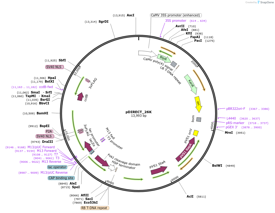 91152-plasmid-map-sequence-id-343545