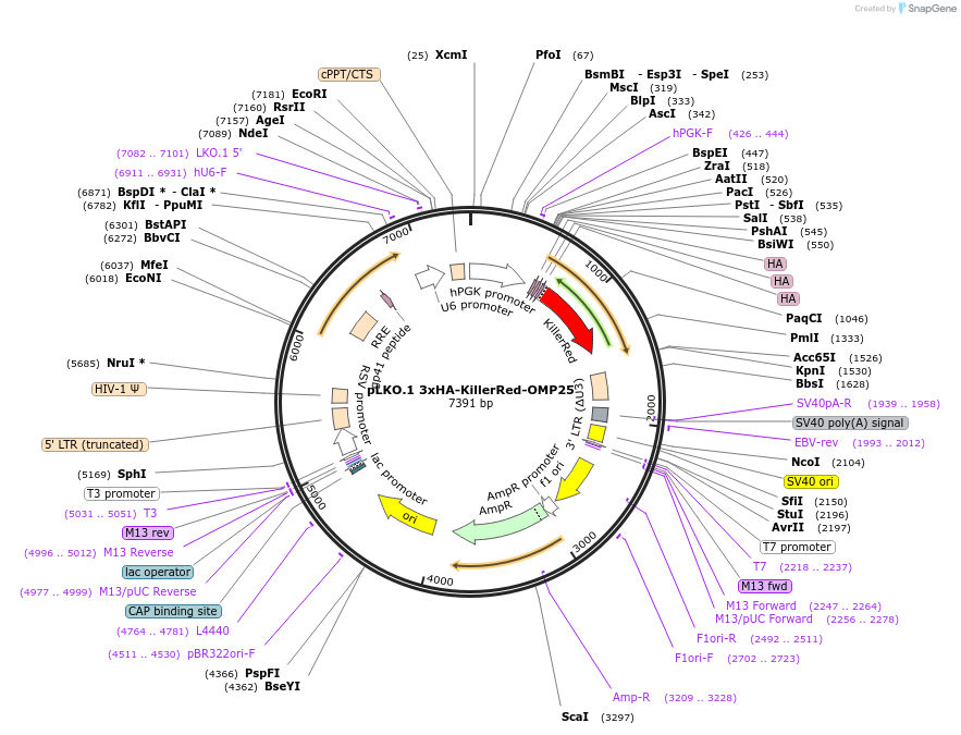 174544-plasmid-map-sequence-id-343558