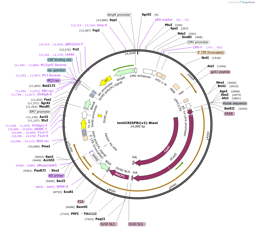 170068-plasmid-map-sequence-id-343565