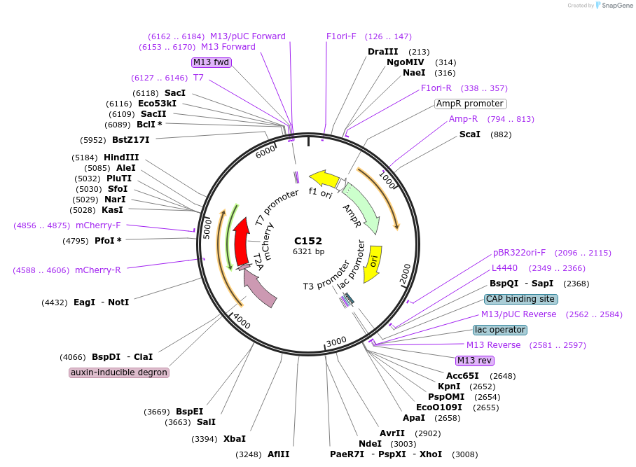 174355-plasmid-map-sequence-id-343588