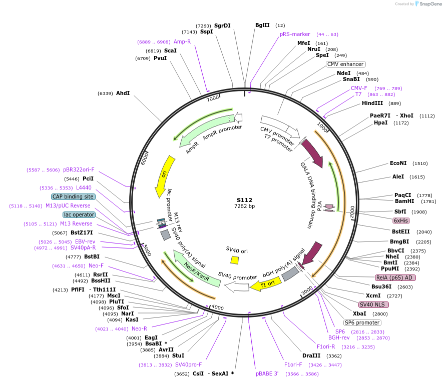 174550-plasmid-map-sequence-id-343592