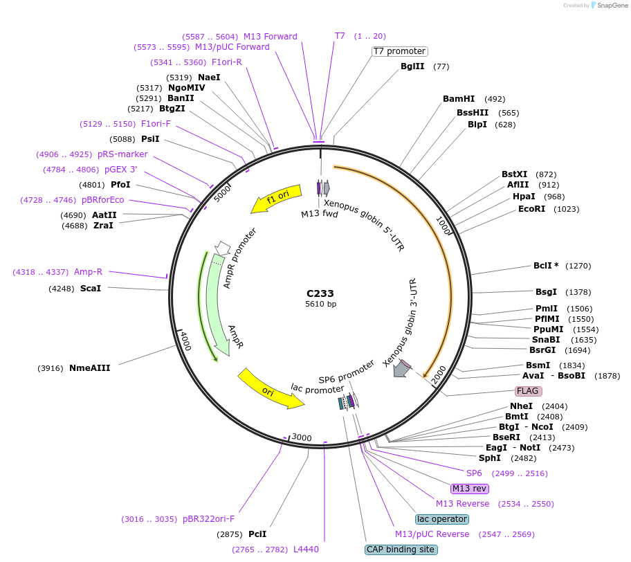 174349-plasmid-map-sequence-id-343597