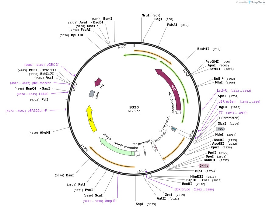 174553-plasmid-map-sequence-id-343602