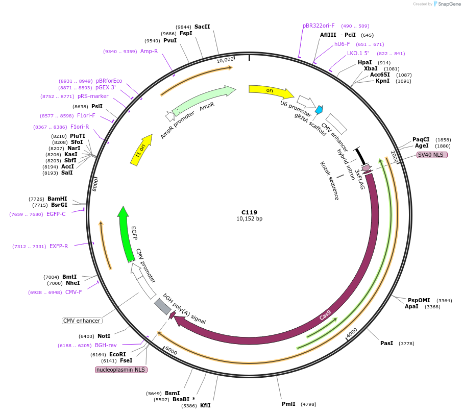174354-plasmid-map-sequence-id-343604