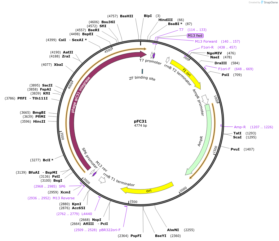 165845-plasmid-map-sequence-id-343605