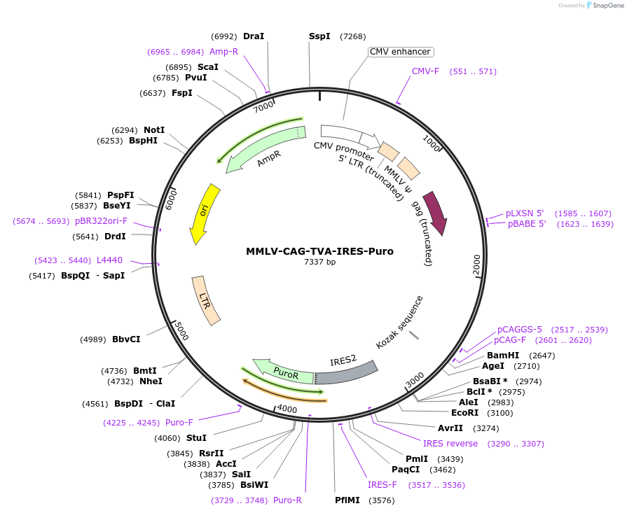 172366-plasmid-map-sequence-id-343612