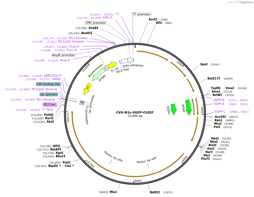 172371-plasmid-map-sequence-id-343621