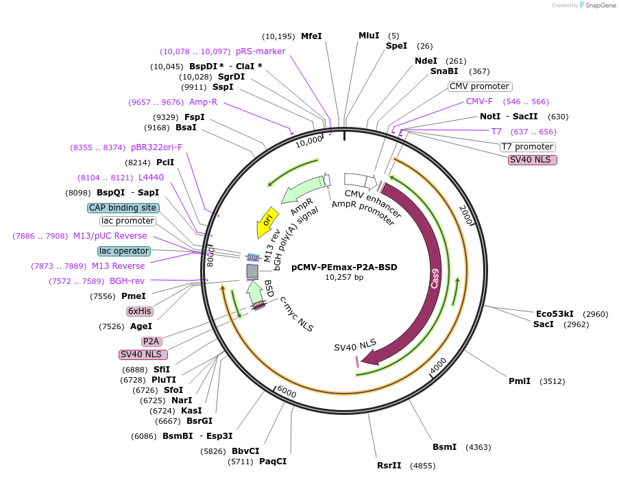 174821-plasmid-map-sequence-id-343626