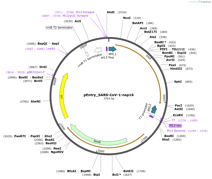 168845-plasmid-map-sequence-id-343647