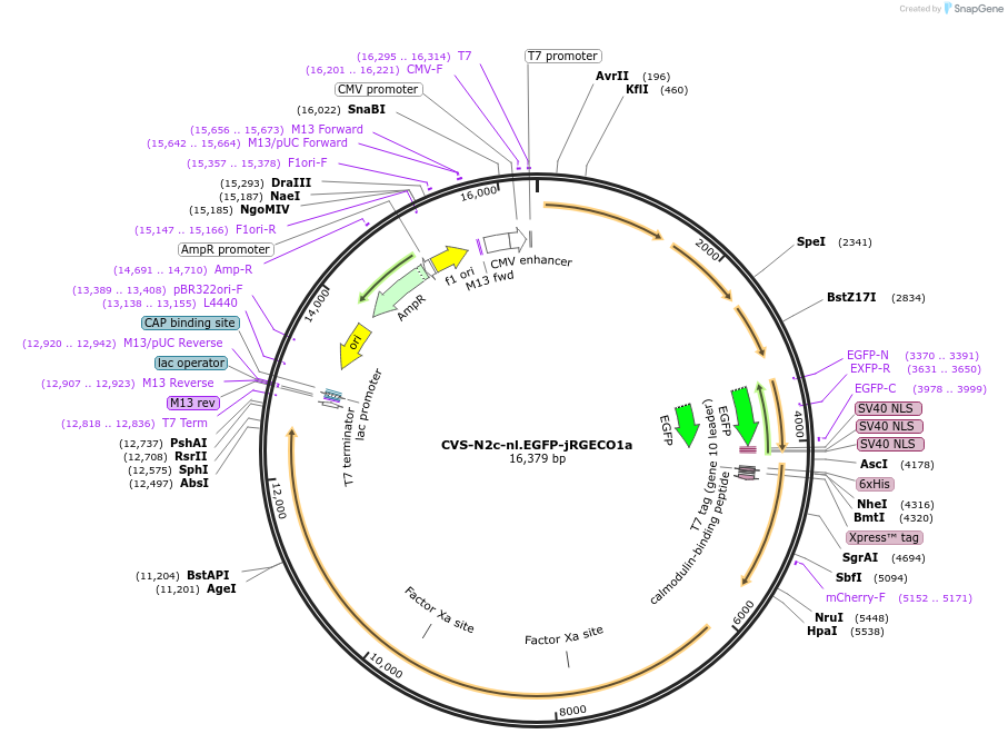 172386-plasmid-map-sequence-id-343660