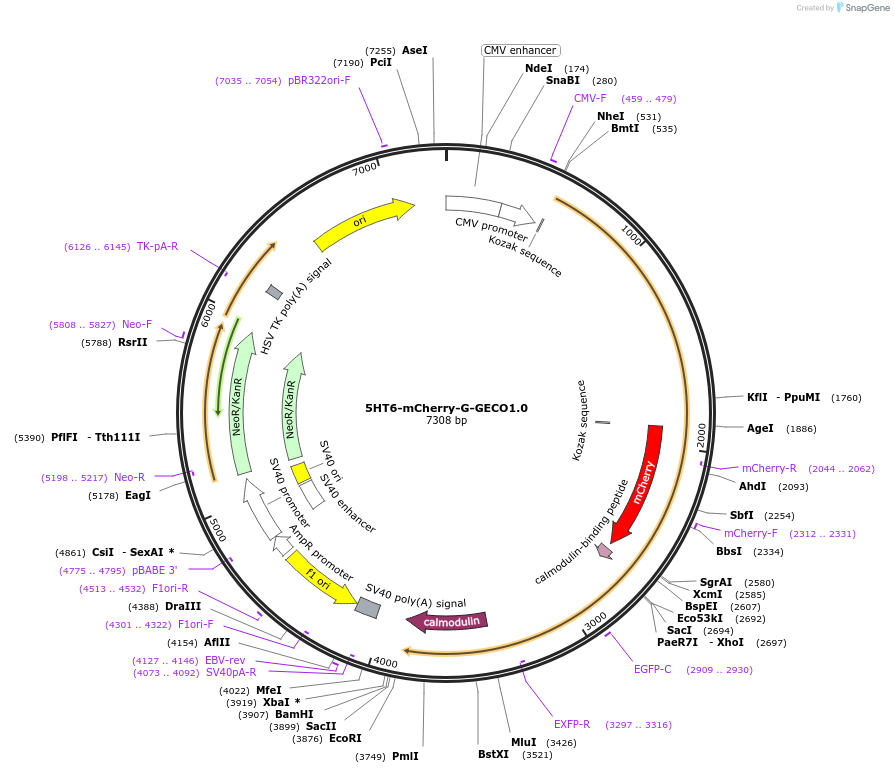 47500-plasmid-map-sequence-id-343661