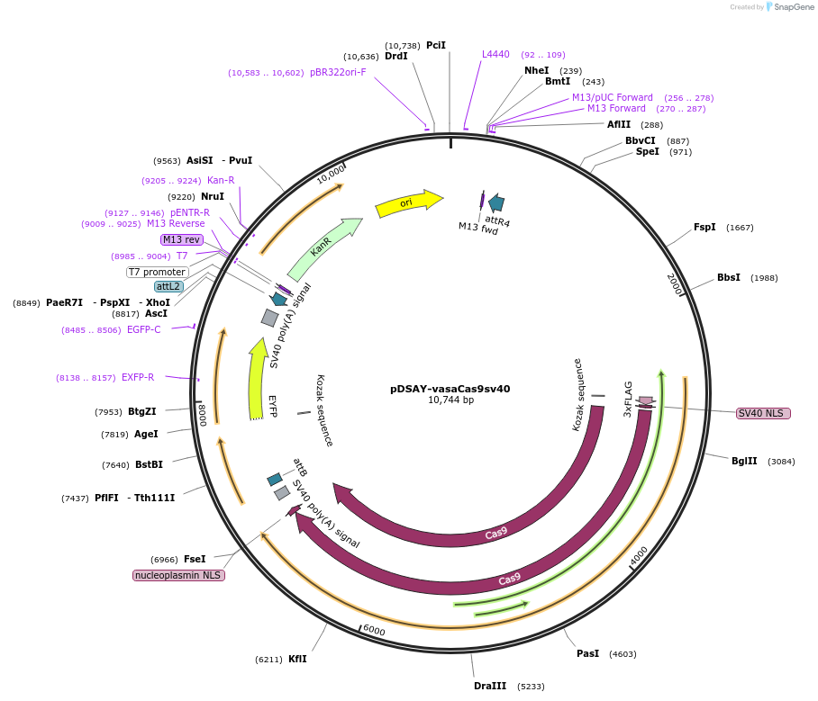 173669-plasmid-map-sequence-id-343662