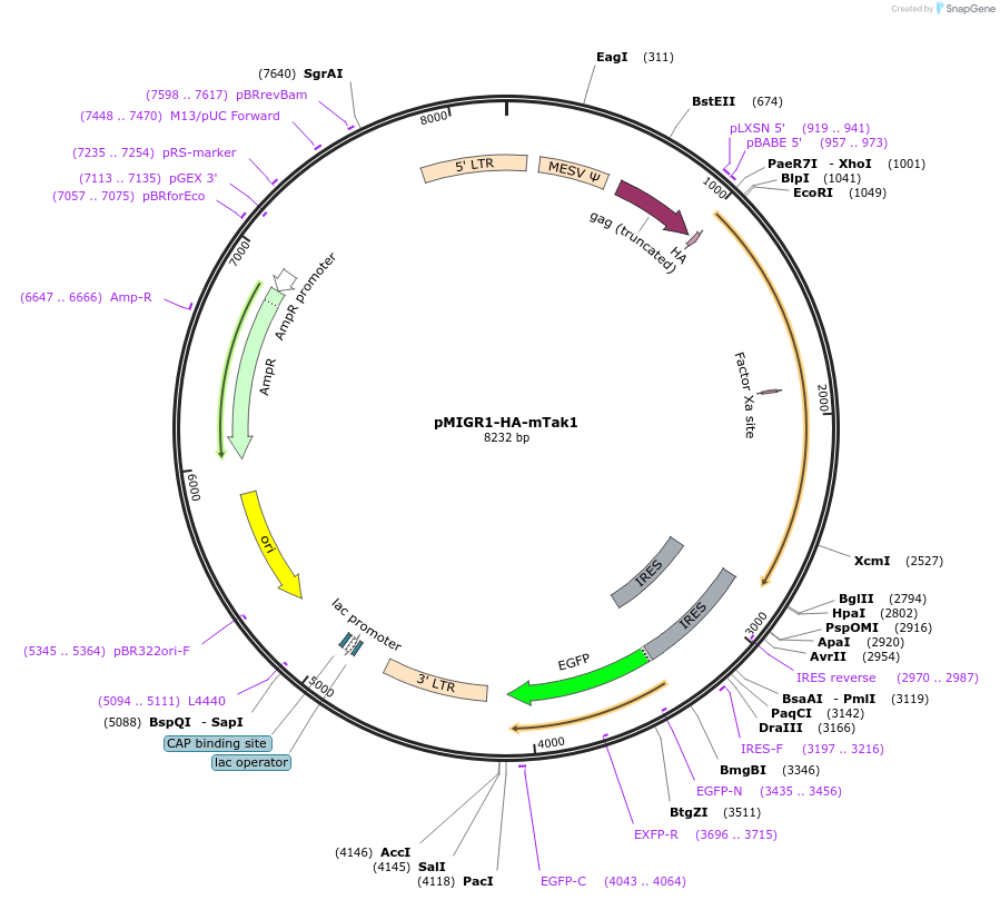 174740-plasmid-map-sequence-id-343670