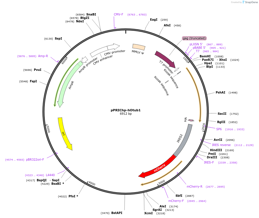 174743-plasmid-map-sequence-id-343682