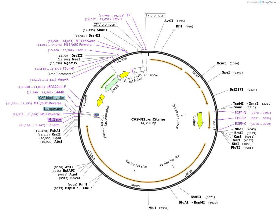 172384-plasmid-map-sequence-id-343690