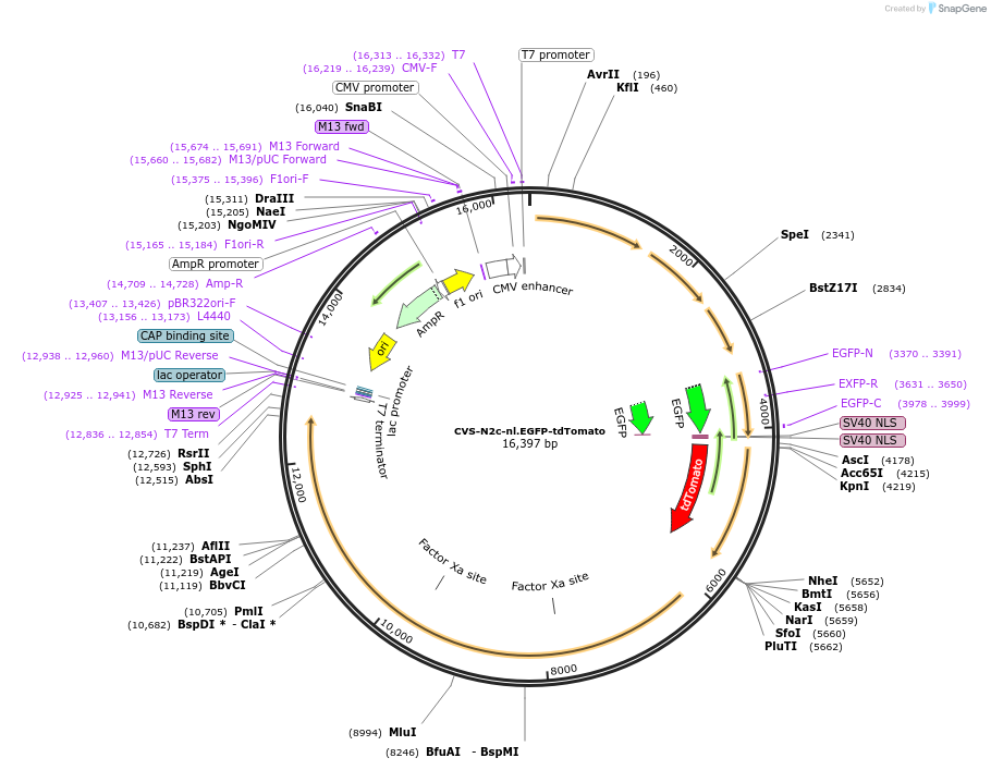 172382-plasmid-map-sequence-id-343692