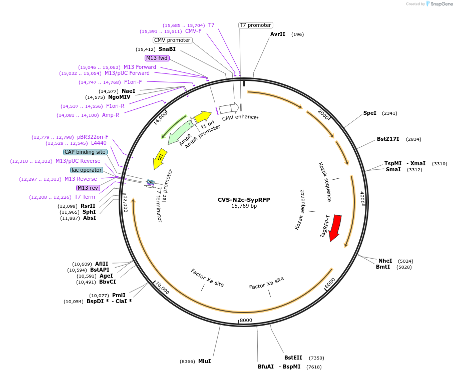 172381-plasmid-map-sequence-id-343693