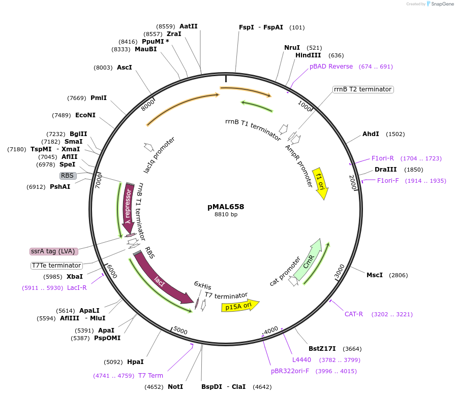 167837-plasmid-map-sequence-id-343724