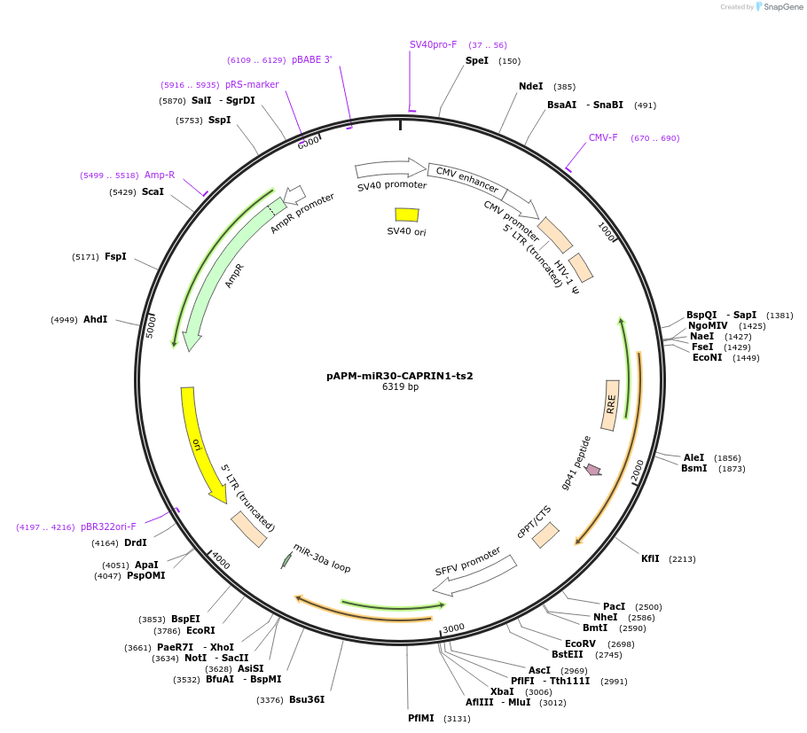 174230-plasmid-map-sequence-id-343730