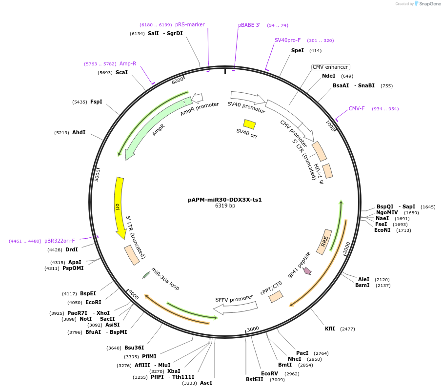 174235-plasmid-map-sequence-id-343731