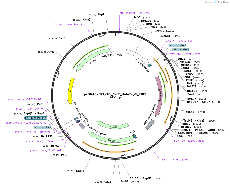 175540-plasmid-map-sequence-id-343744