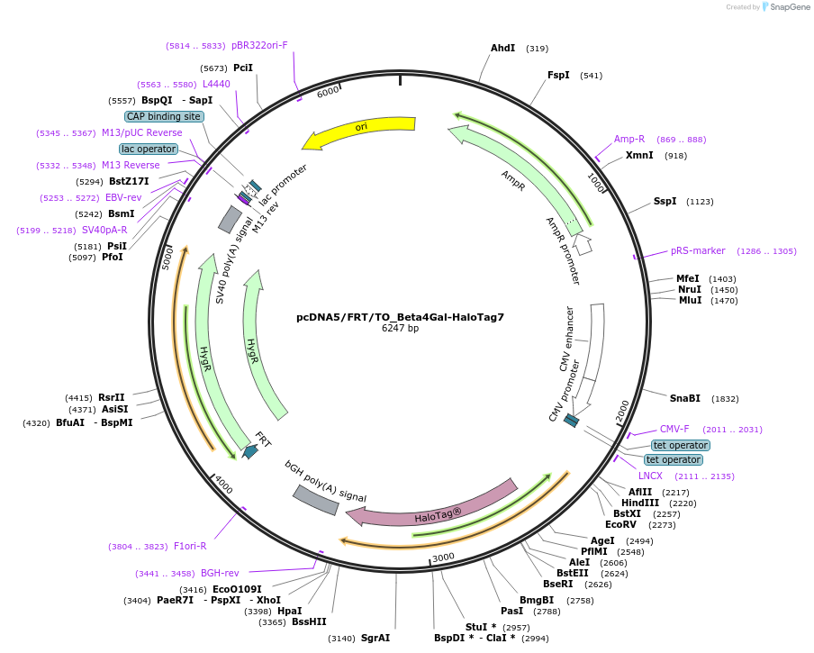 175536-plasmid-map-sequence-id-343747