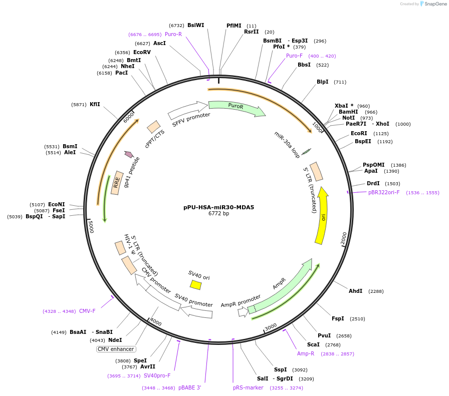 174222-plasmid-map-sequence-id-343750