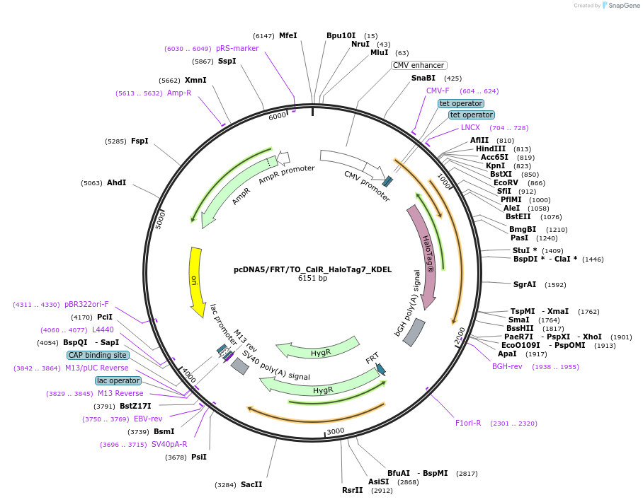175530-plasmid-map-sequence-id-343754