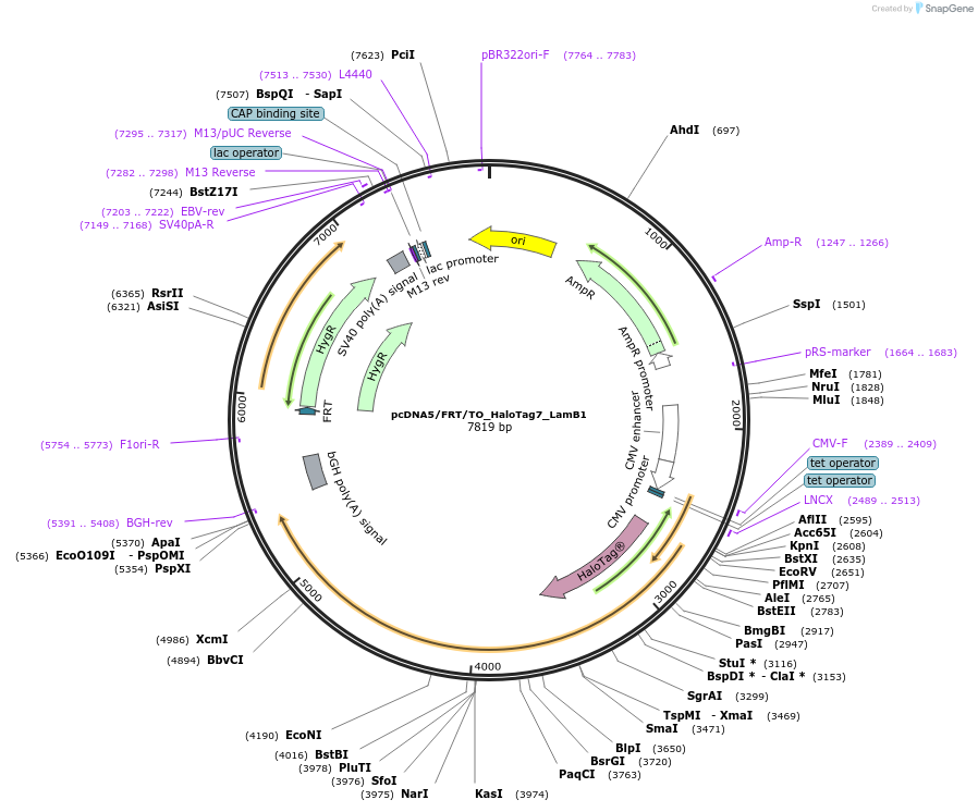 175528-plasmid-map-sequence-id-343755