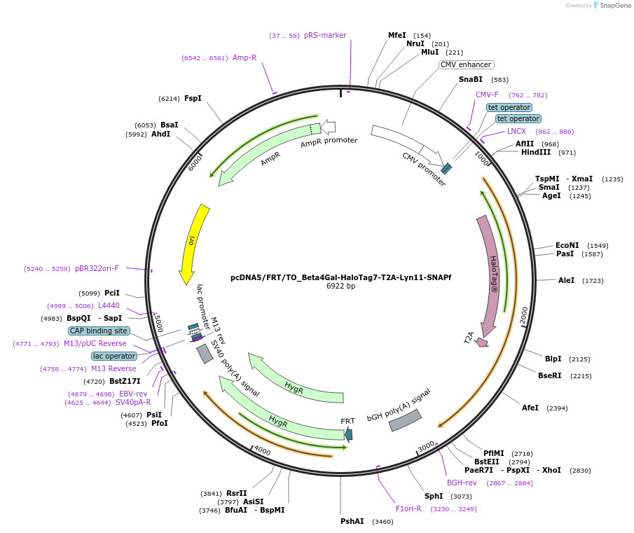 175524-plasmid-map-sequence-id-343757