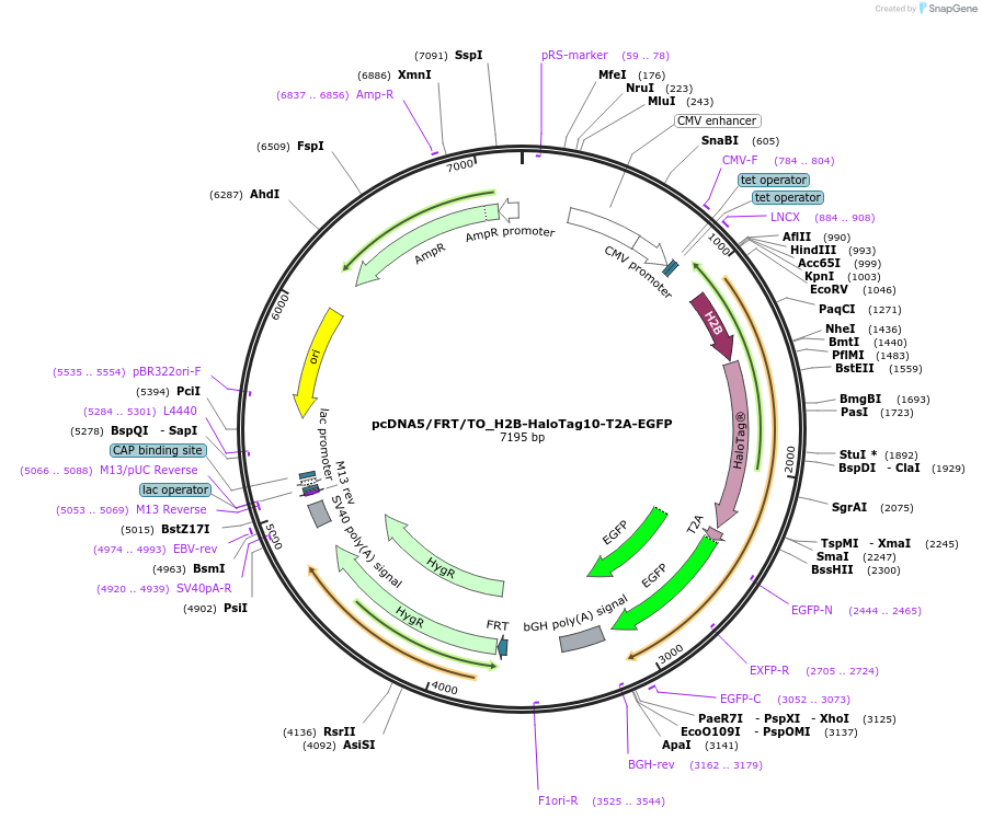 175521-plasmid-map-sequence-id-343762