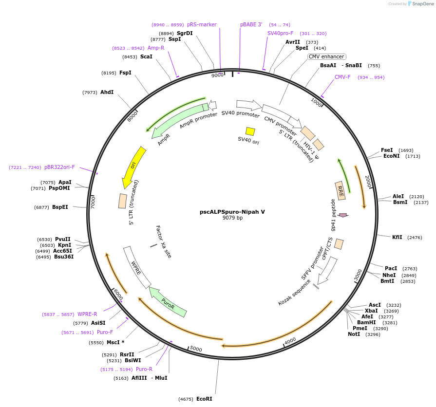 174228-plasmid-map-sequence-id-343777