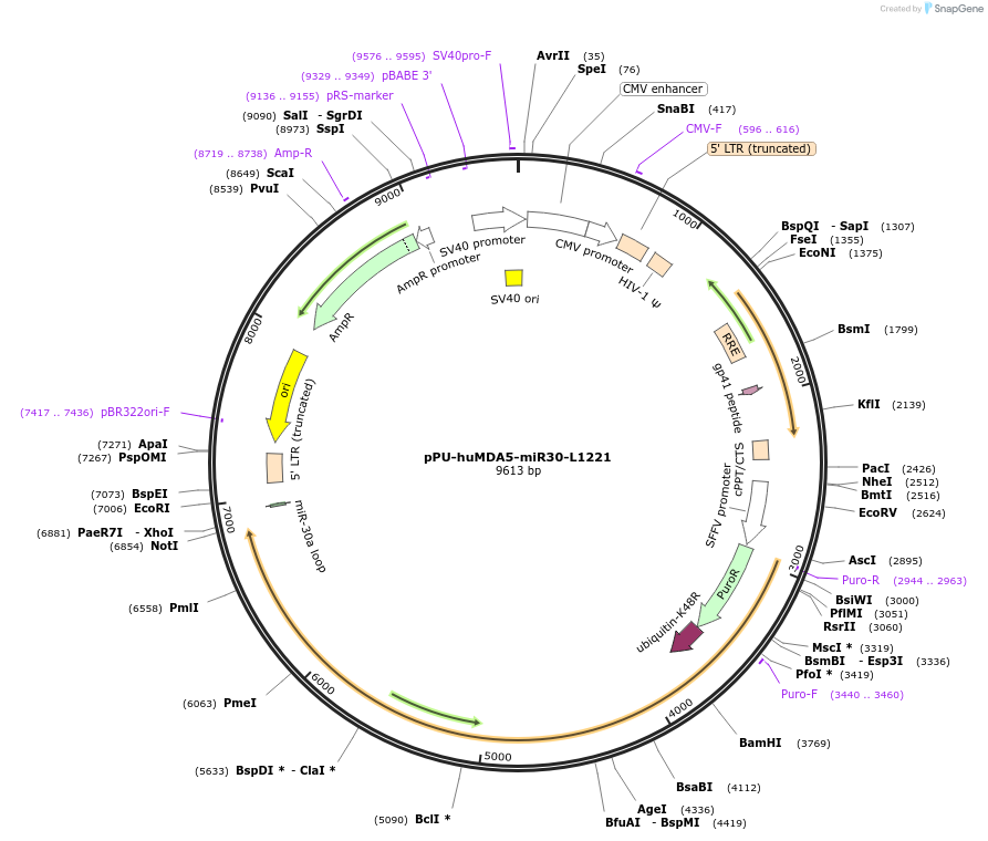 174223-plasmid-map-sequence-id-343778