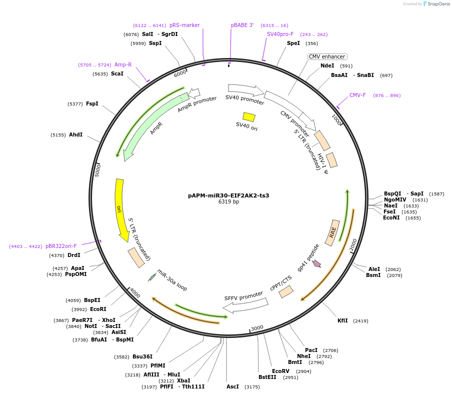 174249-plasmid-map-sequence-id-343782