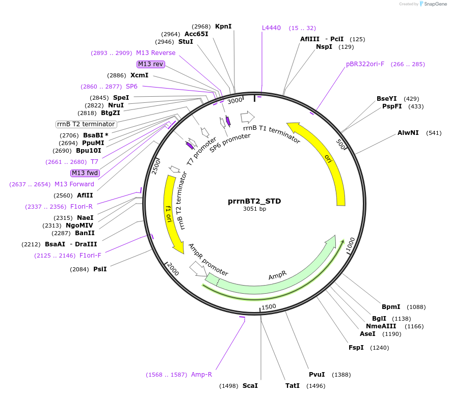 165804-plasmid-map-sequence-id-343786