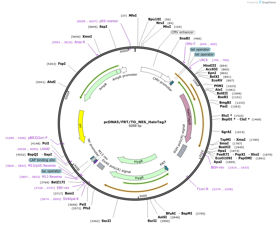 175527-plasmid-map-sequence-id-343792