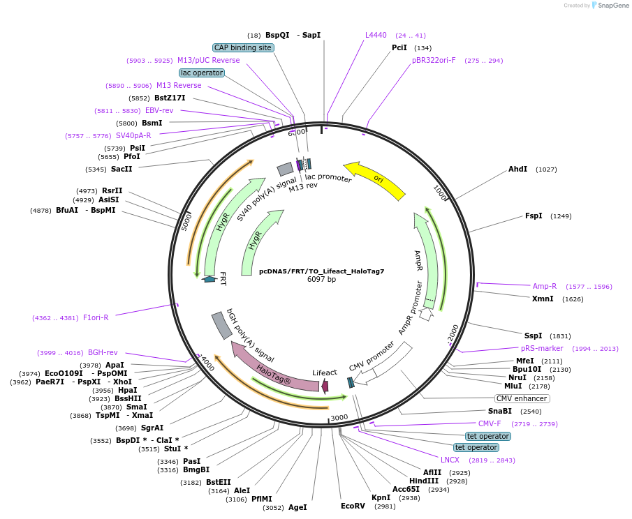 175535-plasmid-map-sequence-id-343793