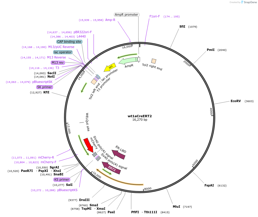 108464-plasmid-map-sequence-id-343798
