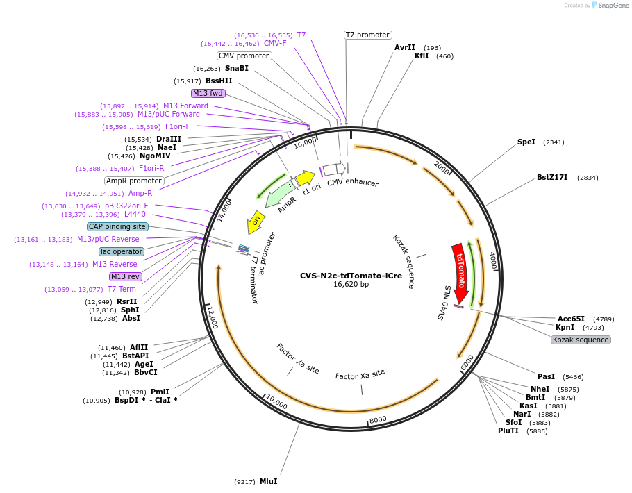 172374-plasmid-map-sequence-id-343799