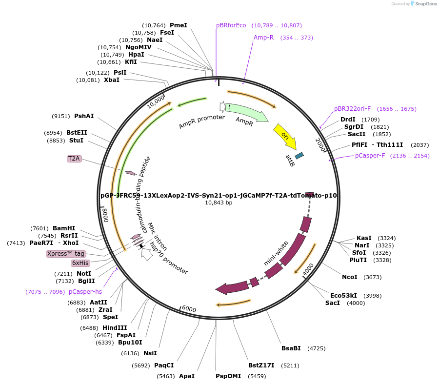 172919-plasmid-map-sequence-id-343801