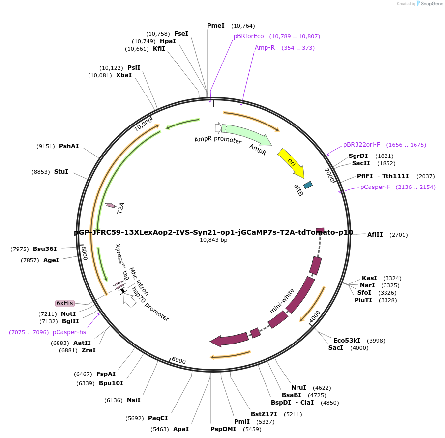 172920-plasmid-map-sequence-id-343802