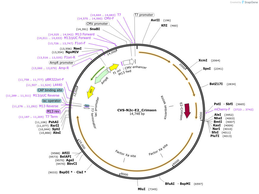 172377-plasmid-map-sequence-id-343807