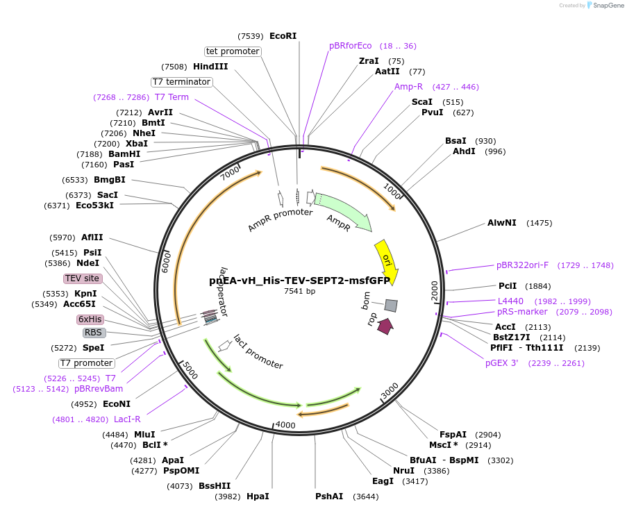 174492-plasmid-map-sequence-id-343818