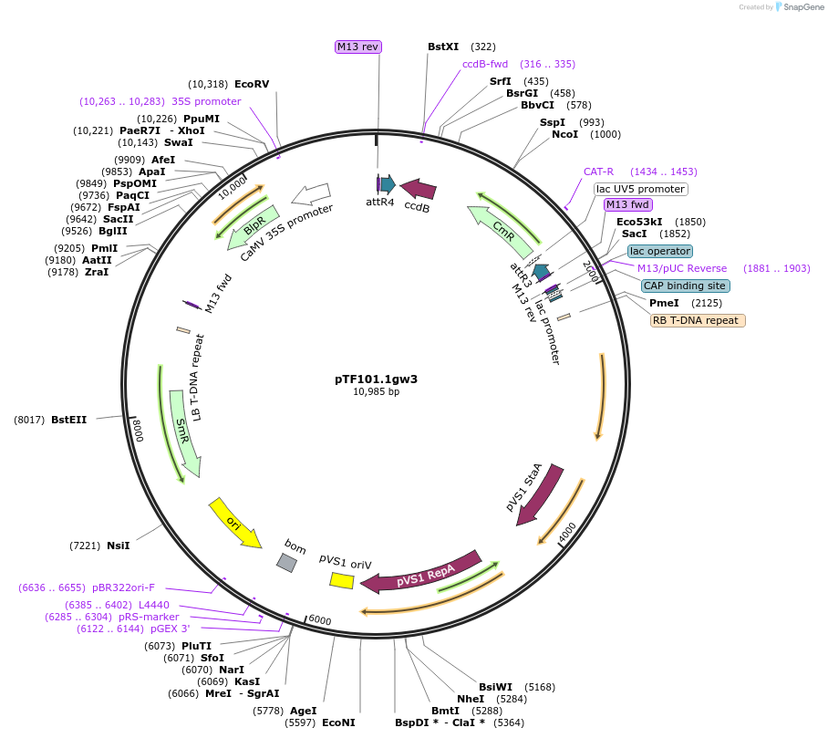 172181-plasmid-map-sequence-id-343829