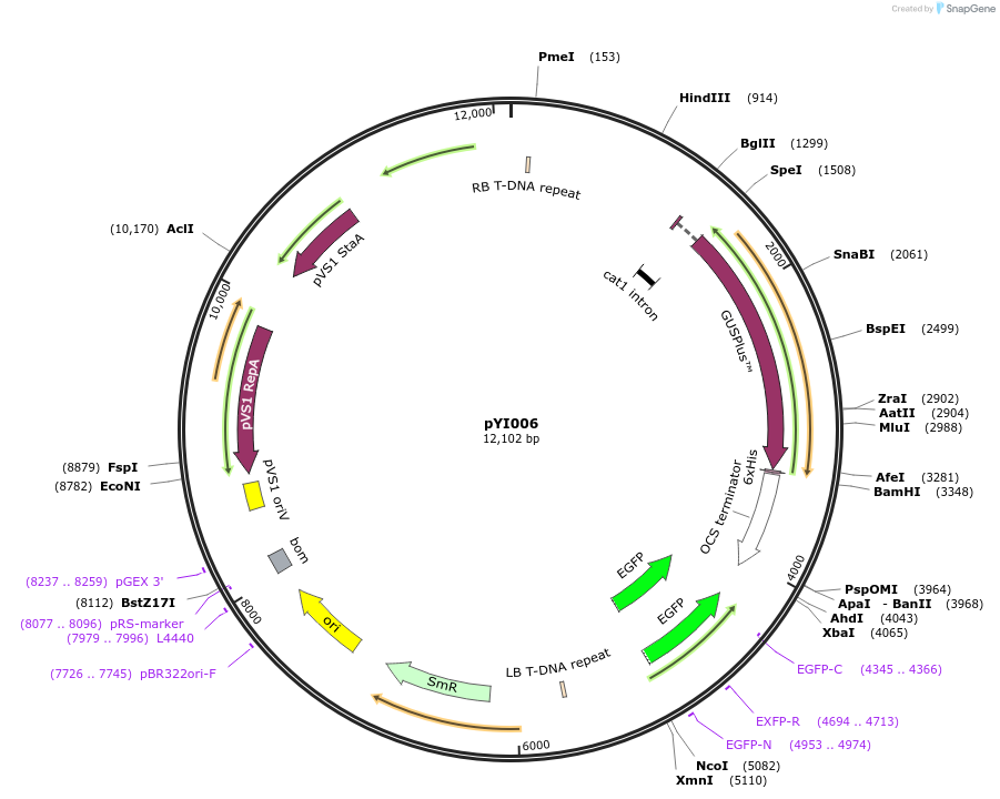 170840-plasmid-map-sequence-id-343832
