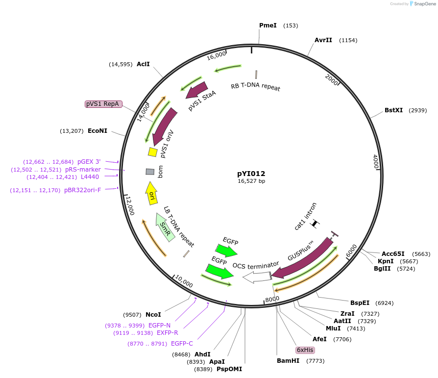 170841-plasmid-map-sequence-id-343833